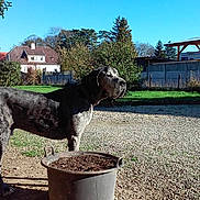 Dagobert participe au concours pour gagner de l'argent avec cette photo :