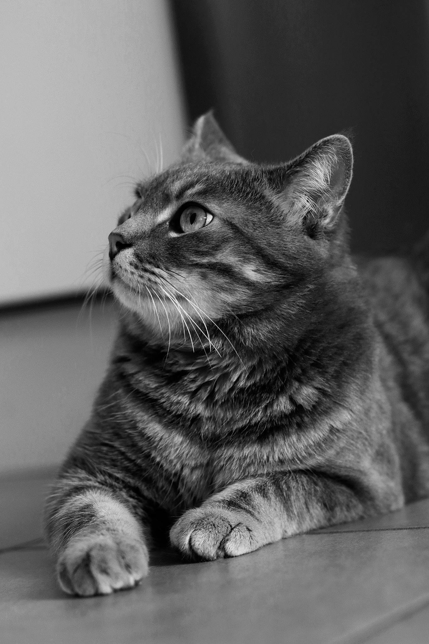 Simbad a rejoint le concours — aidez-le/la à gagner de superbes lots ! american_shorthair, asian, black_and_white, british_shorthair, carnivore, cat, domestic_short_haired_cat, dragon_li, european_shorthair, eye, felidae, kitten, mammal, monochrome, paw, photography, small_to_medium_sized_cats, snout, tabby_cat, whiskers