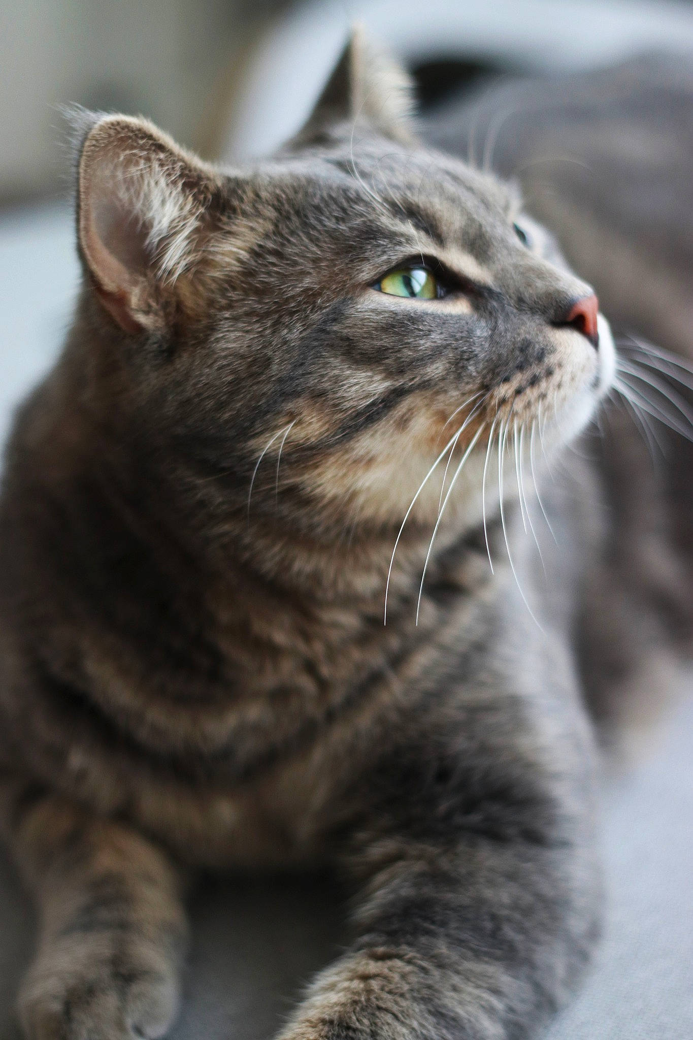 Simbad a rejoint le concours — aidez-le/la à gagner de superbes lots ! american_wirehair, asian, british_semi_longhair, carnivore, cat, close_up, domestic_short_haired_cat, dragon_li, european_shorthair, eye, felidae, fur, mammal, norwegian_forest_cat, small_to_medium_sized_cats, snout, tabby_cat, vertebrate, whiskers, wild_cat