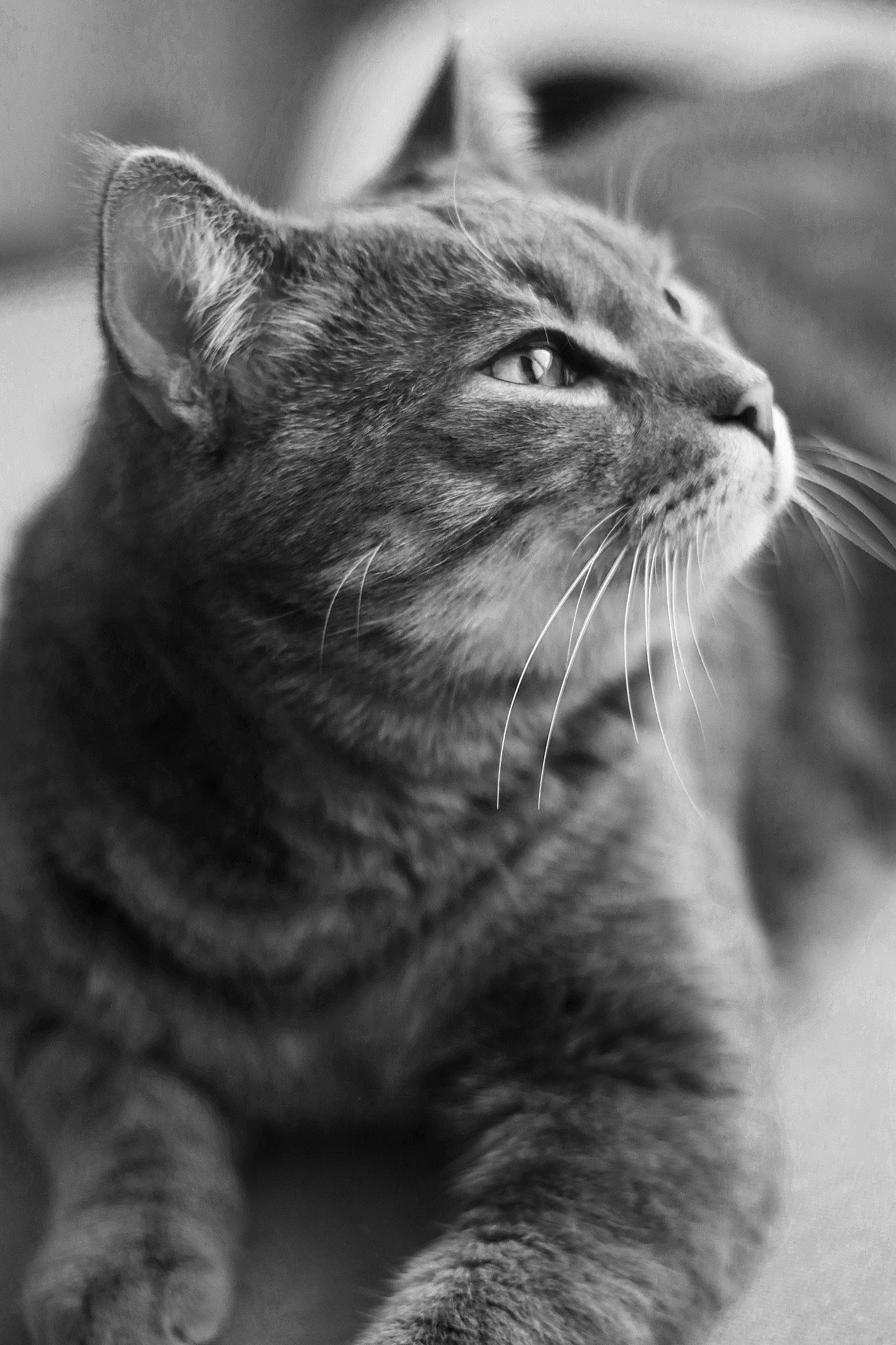 Simbad participe au concours pour gagner de l'argent avec cette photo : asian, black_and_white, british_shorthair, carnivore, cat, chartreux, close_up, domestic_short_haired_cat, european_shorthair, eye, felidae, fur, mammal, monochrome, monochrome_photography, small_to_medium_sized_cats, snout, tabby_cat, whiskers, wild_cat