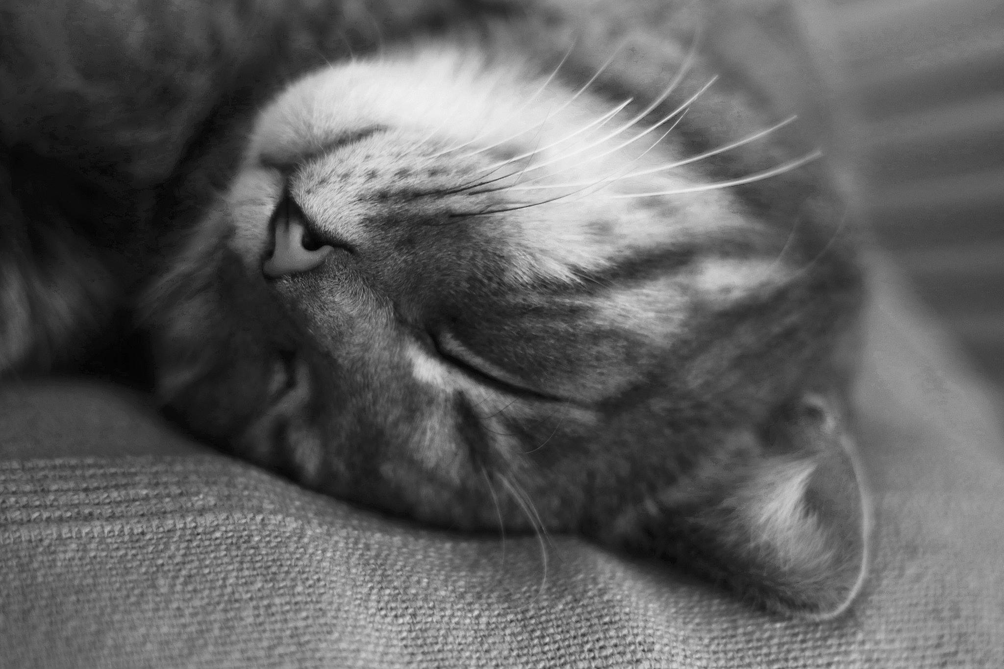 Simbad a rejoint le concours — aidez-le/la à gagner de superbes lots ! asian, black_and_white, british_shorthair, carnivore, cat, close_up, european_shorthair, felidae, fur, kitten, monochrome, monochrome_photography, nap, nose, paw, sleep, small_to_medium_sized_cats, snout, tabby_cat, whiskers