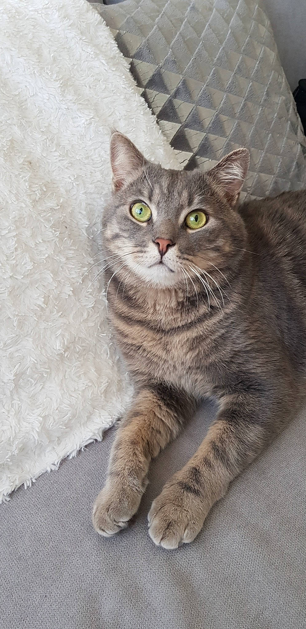 Simbad participe au concours pour gagner de l'argent avec cette photo : american_shorthair, american_wirehair, asian, asian_semi_longhair, australian_mist, british_semi_longhair, british_shorthair, carnivore, cat, domestic_short_haired_cat, dragon_li, european_shorthair, eye, felidae, kitten, mammal, small_to_medium_sized_cats, tabby_cat, vertebrate, whiskers