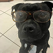 Walter a rejoint le concours — aidez-le/la à gagner de superbes lots ! dog, black_dog, glasses, tortoiseshell_glasses, pet, animal, floor, tile_floor, indoor, sitting, face, nose, eyes, whiskers, portrait, looking_up, cute, funny, household, companion