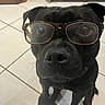 dog, black_dog, glasses, tortoiseshell_glasses, pet, animal, floor, tile_floor, indoor, sitting, face, nose, eyes, whiskers, portrait, looking_up, cute, funny, household, companion