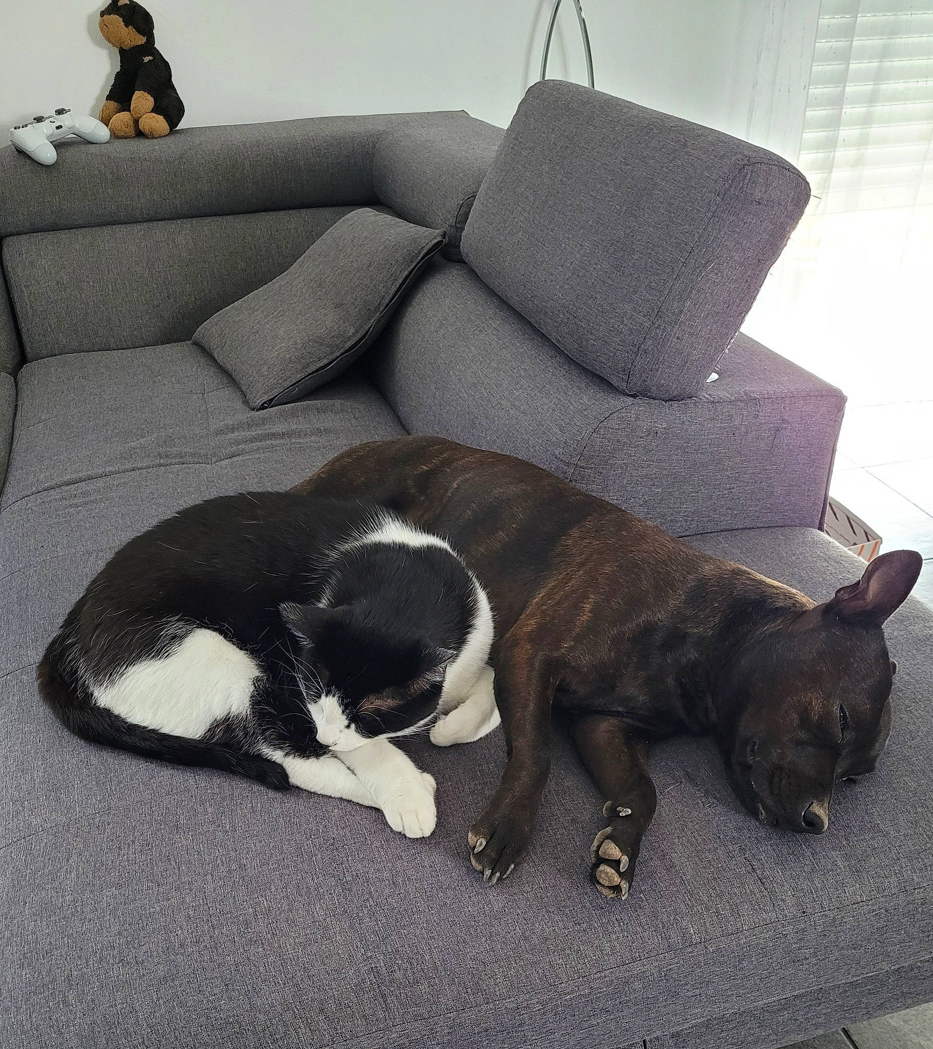 Mayze participe au concours pour gagner de l'argent avec cette photo : canidae, carnivore, comfort, companion_dog, couch, dog, dog_breed, felidae, flooring, fur, grey, hardwood, liver, living_room, room, sofa_bed, sporting_group, studio_couch, tail, working_animal