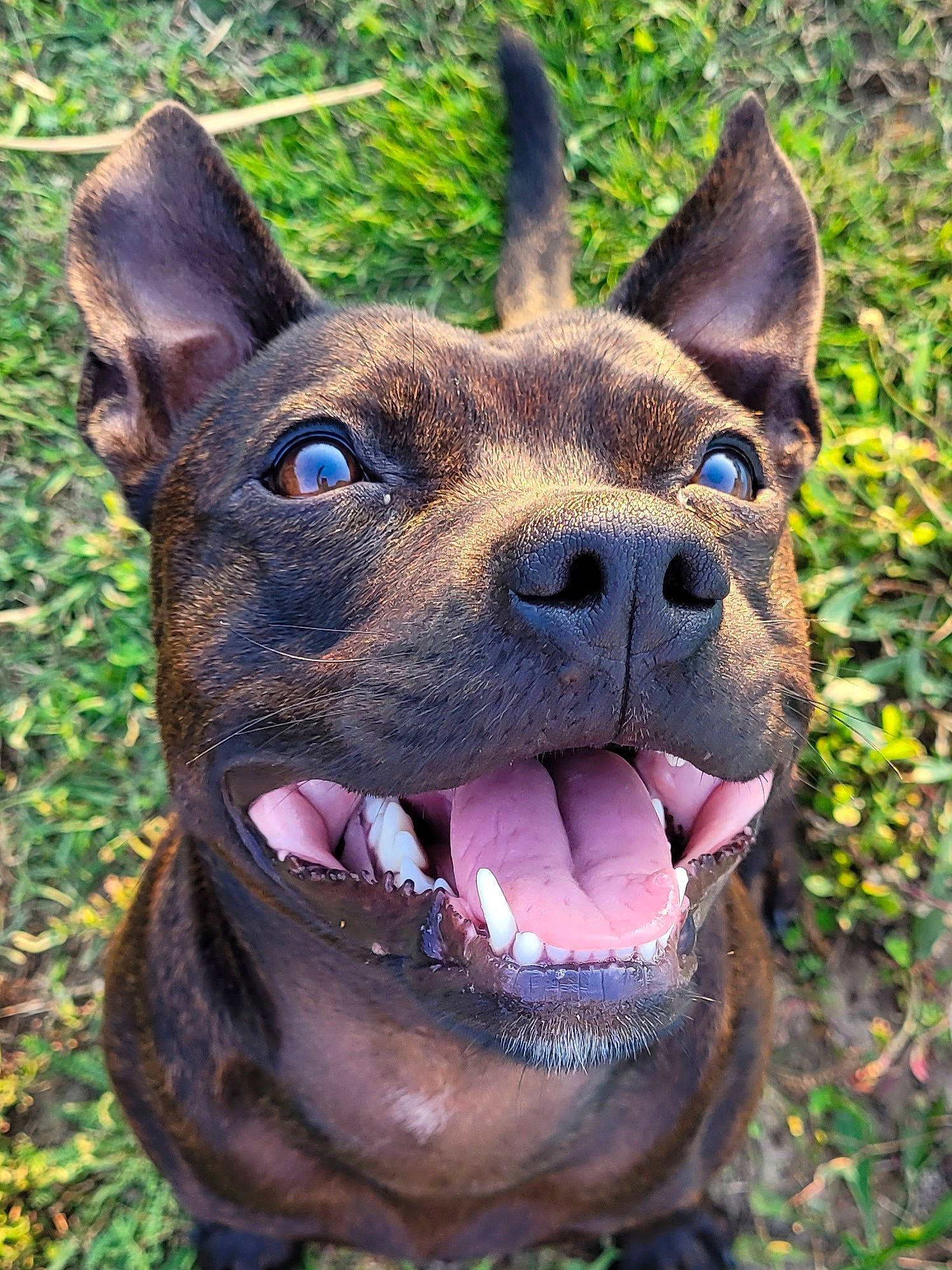 Mayze a rejoint le concours — aidez-le/la à gagner de superbes lots ! canidae, carnivore, close_up, collar, companion_dog, dog, dog_breed, dog_collar, east_european_shepherd, fawn, grass, guard_dog, liver, plant, snout, sporting_group, terrestrial_animal, whiskers, working_animal, working_dog