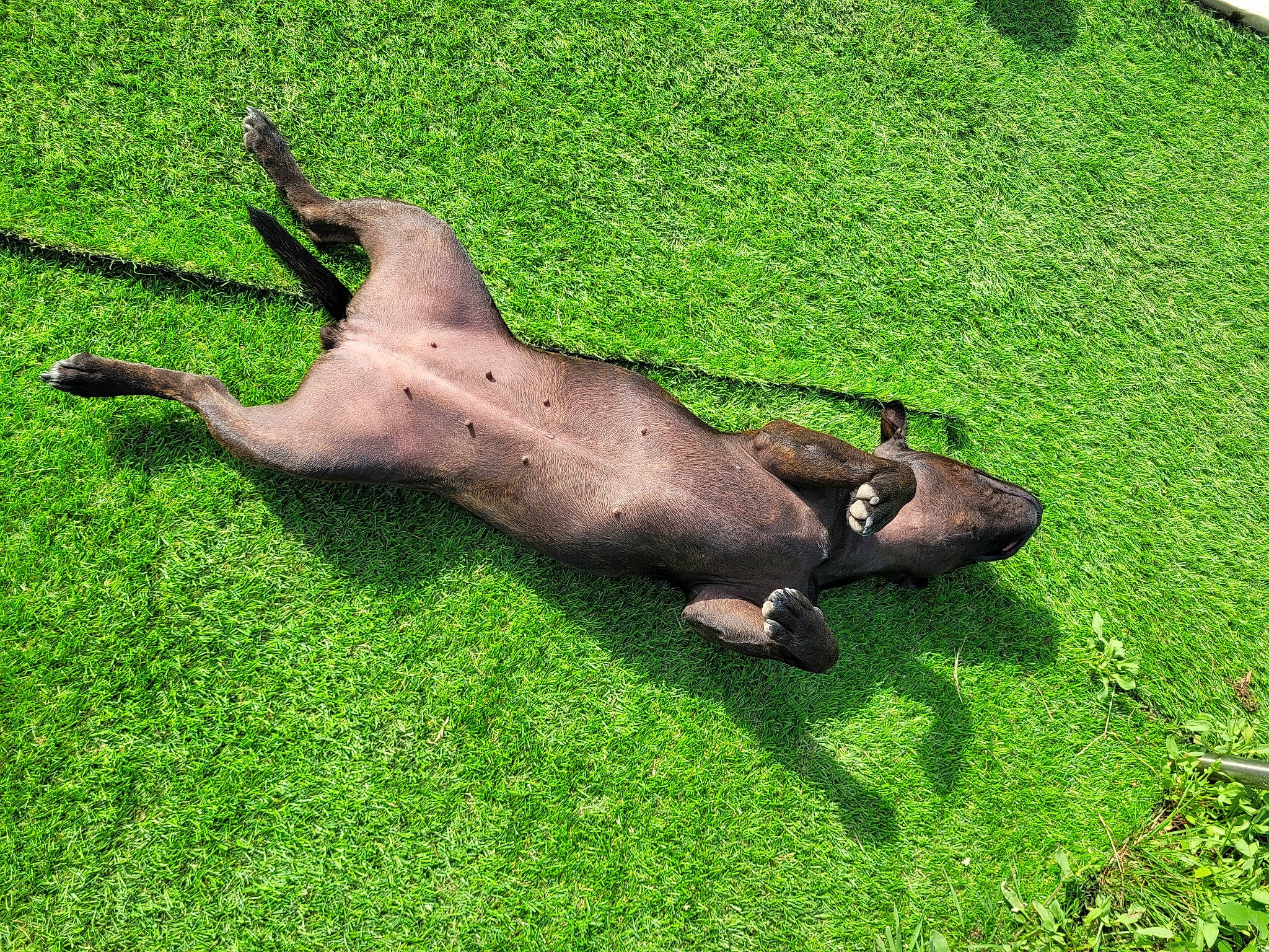 Mayze participe au concours pour gagner de l'argent avec cette photo : canidae, dog_breed, fawn, garden, grass, grassland, groundcover, lawn, liver, pasture, plant, snout, sporting_group, tail, terrestrial_animal, wildlife