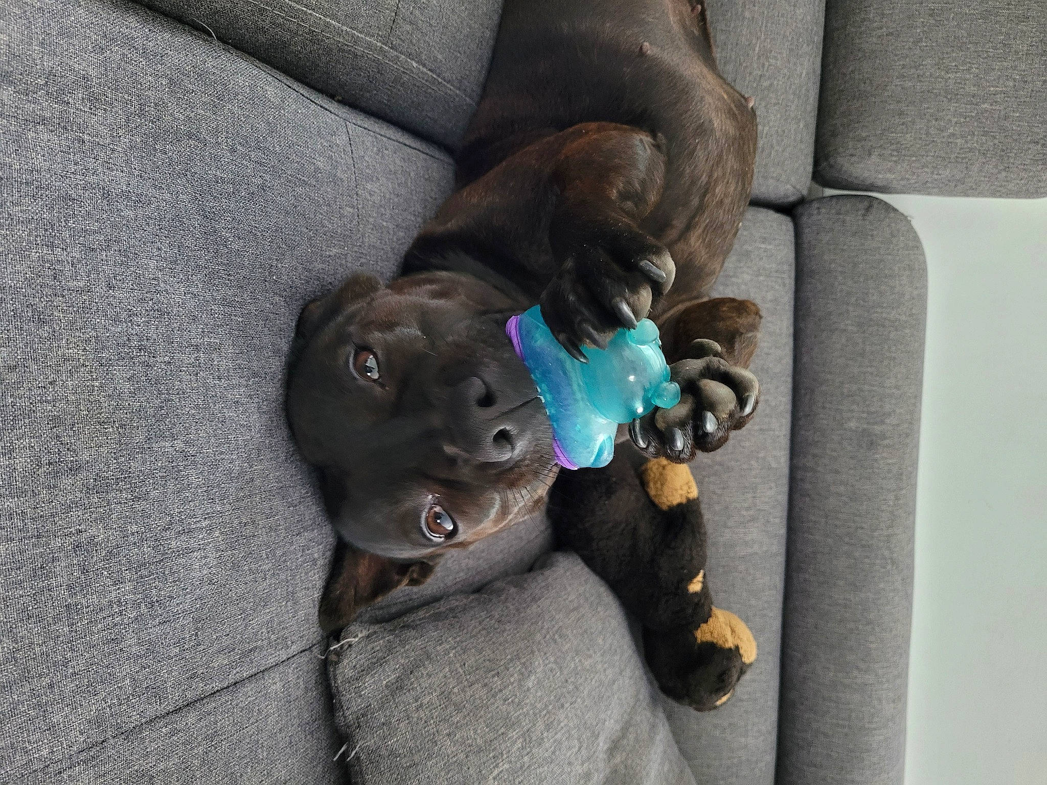 Mayze a rejoint le concours — aidez-le/la à gagner de superbes lots ! carnivore, collar, comfort, companion_dog, dog, dog_breed, dog_collar, dog_supply, electric_blue, felidae, grey, guard_dog, leash, liver, snout, sporting_group, tail, toy_dog, whiskers, working_animal