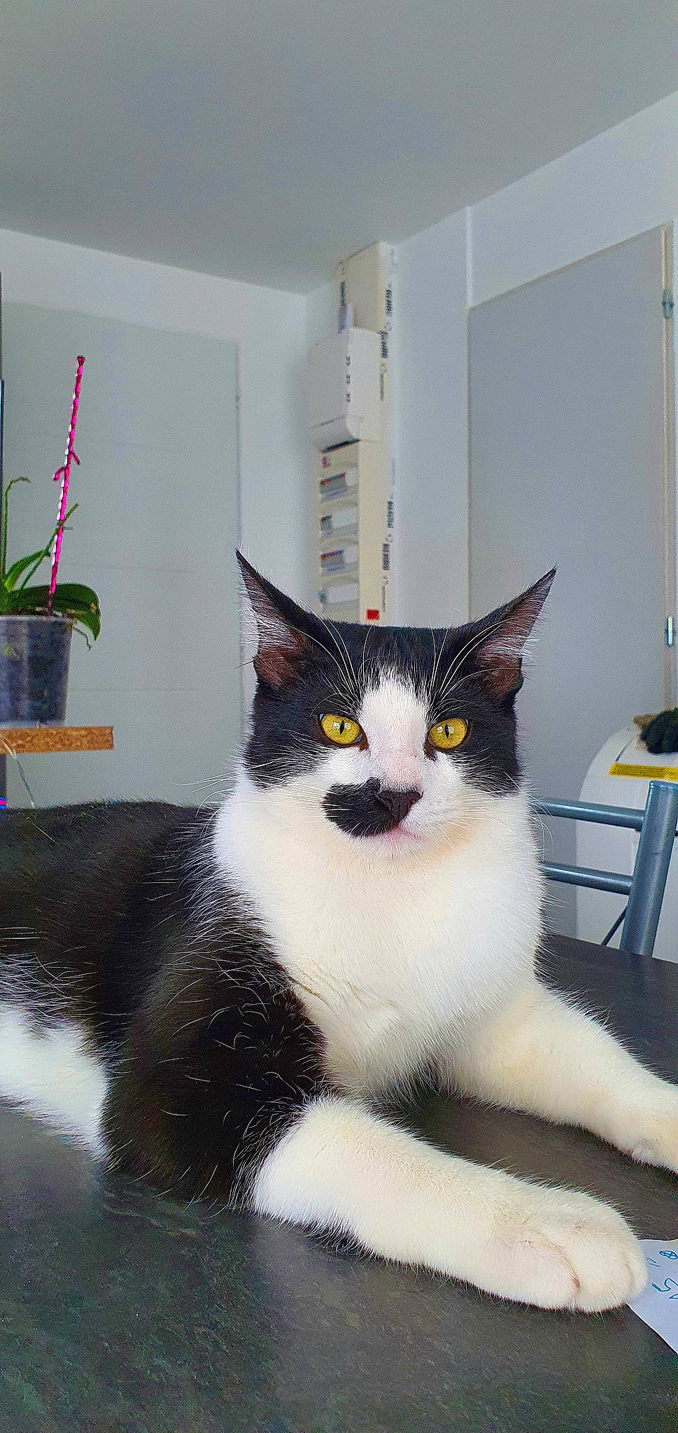 Radjah a rejoint le concours — aidez-le/la à gagner de superbes lots ! box, carnivore, cat, chair, domestic_short_haired_cat, felidae, flowerpot, fur, houseplant, iris, monochrome_photography, paw, plant, room, sitting, small_to_medium_sized_cats, snout, tail, whiskers, window