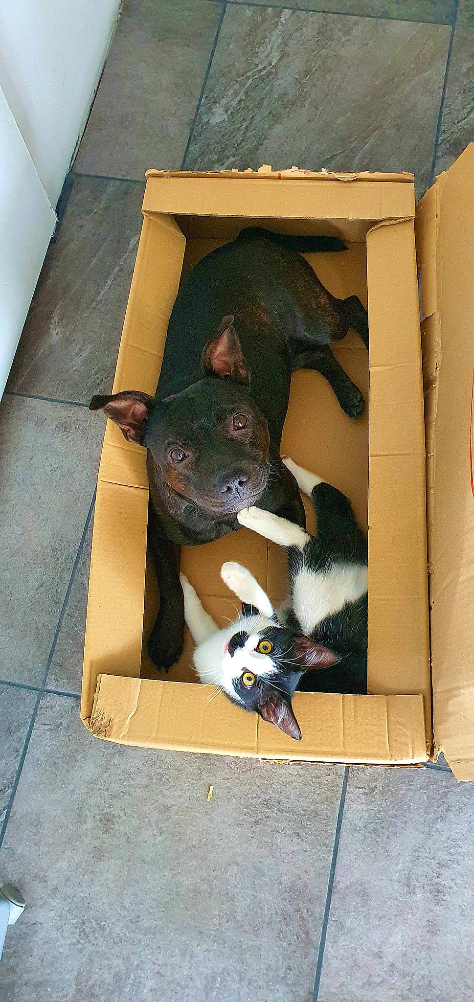 Radjah participe au concours pour gagner de l'argent avec cette photo : box, brown, cardboard, carnivore, carton, companion_dog, dog, dog_breed, dog_supply, fawn, flooring, grey, packaging_and_labeling, paper_product, room, shipping_box, snout, sporting_group, whiskers, working_animal