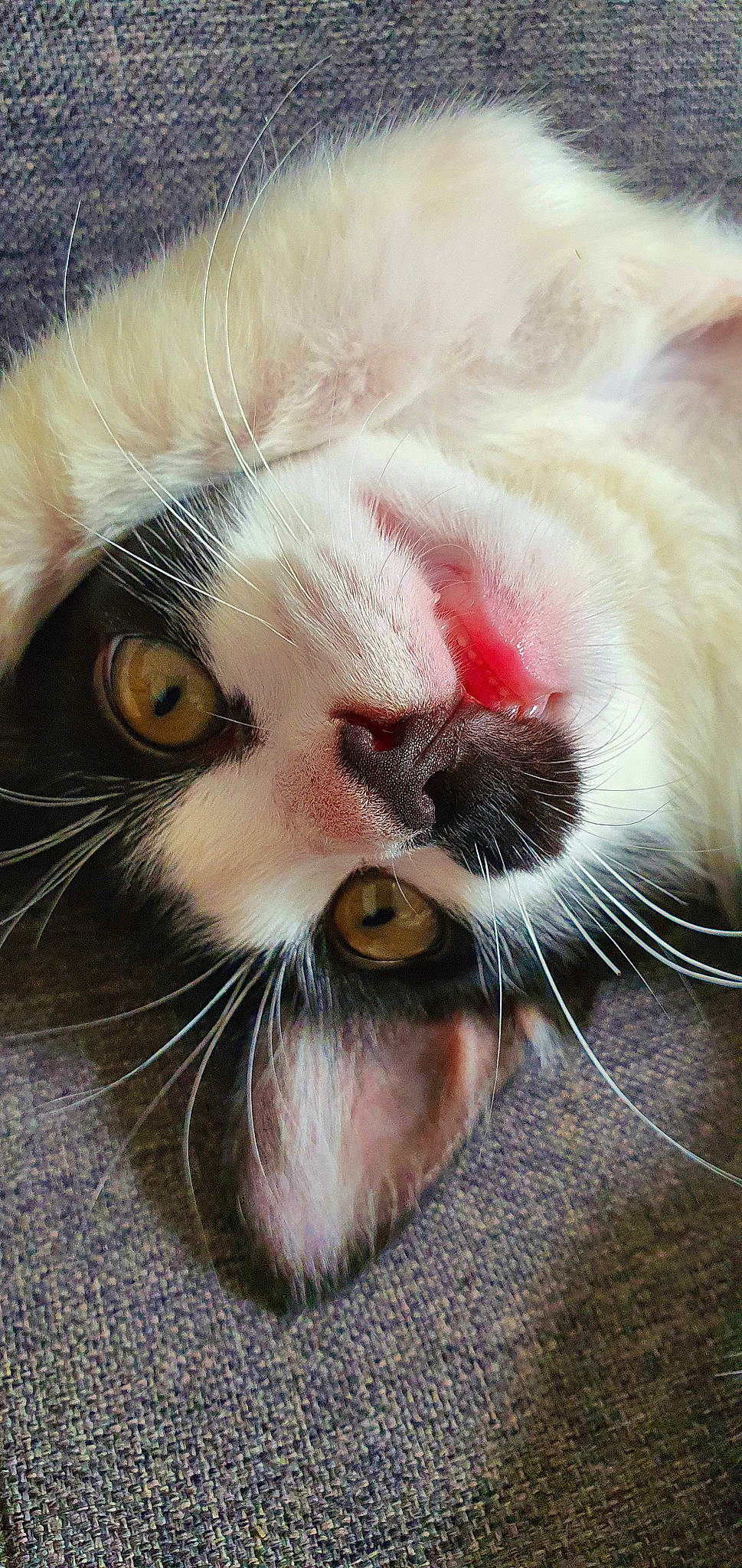 Radjah a rejoint le concours — aidez-le/la à gagner de superbes lots ! carnivore, cat, claw, domestic_short_haired_cat, ear, eye, eyebrow, fang, fawn, felidae, fur, head, mammal, nose, paw, plant, small_to_medium_sized_cats, snout, vertebrate, whiskers