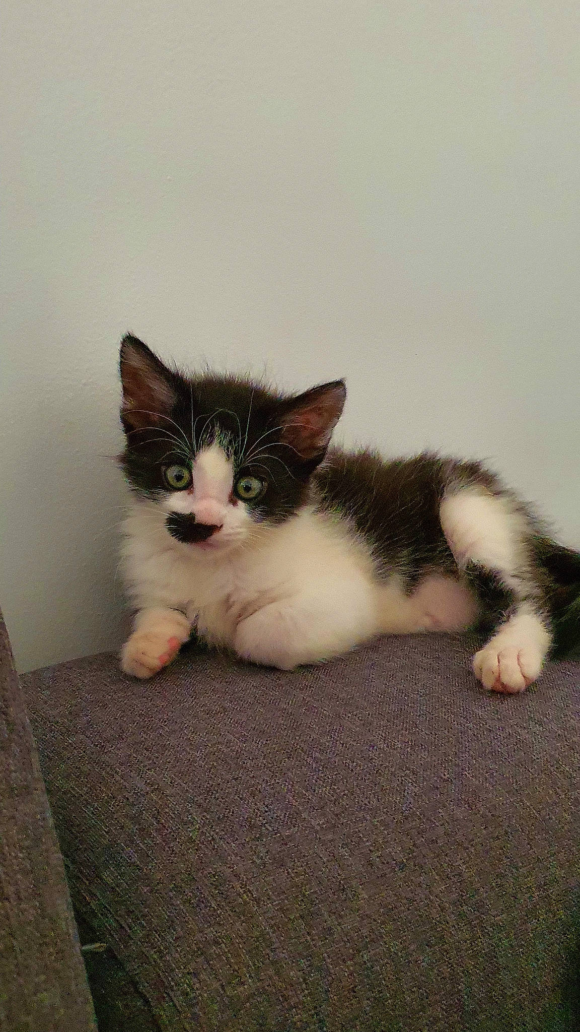 Radjah participe au concours pour gagner de l'argent avec cette photo : carnivore, cat, claw, comfort, domestic_short_haired_cat, eye, felidae, foot, fur, iris, paw, sitting, small_to_medium_sized_cats, snout, tail, whiskers