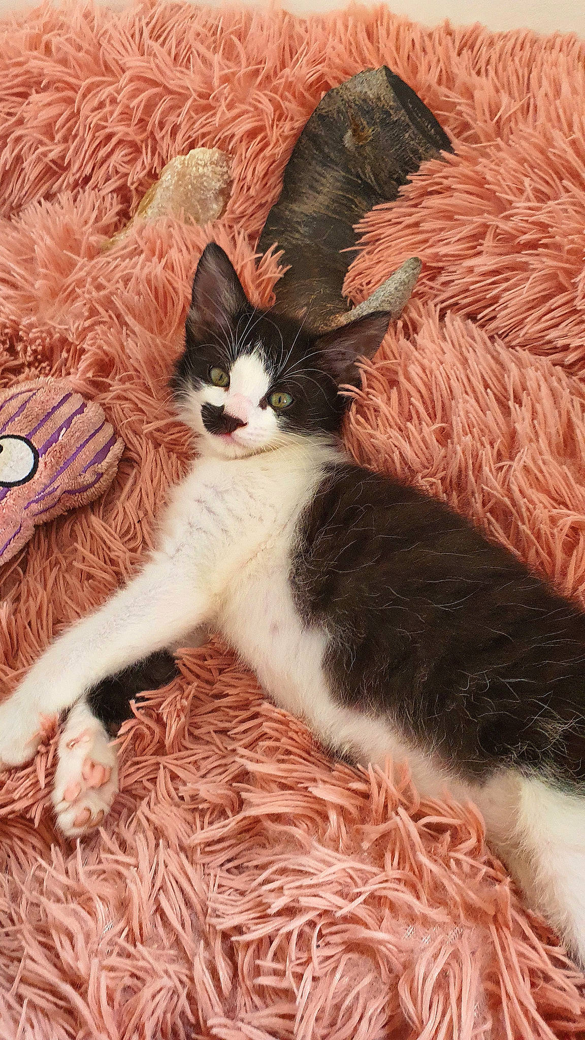 Radjah participe au concours pour gagner de l'argent avec cette photo : art, basket, carnivore, cat, claw, comfort, domestic_short_haired_cat, fawn, felidae, foot, fur, grass, pattern, paw, small_to_medium_sized_cats, snout, tail, terrestrial_animal, tree, whiskers