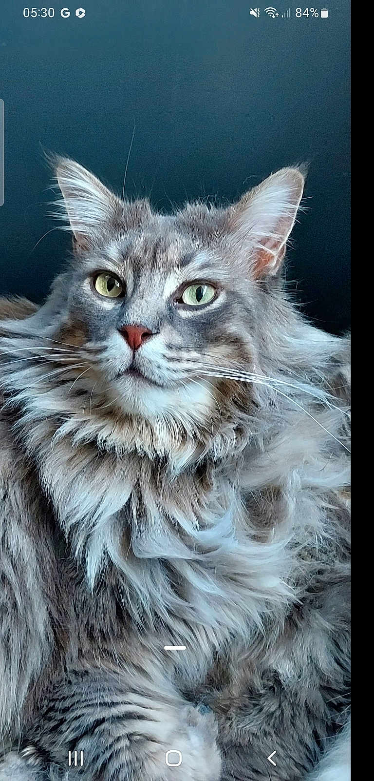 Oreo