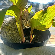 Beemo joined the competition — help win amazing prizes! cat, kitten, tabby, plant, houseplant, pot, window, sunlight, leaves, indoor, soil, peeking, hiding, cozy, windowsill, pet, green, shadow, sitting, curious