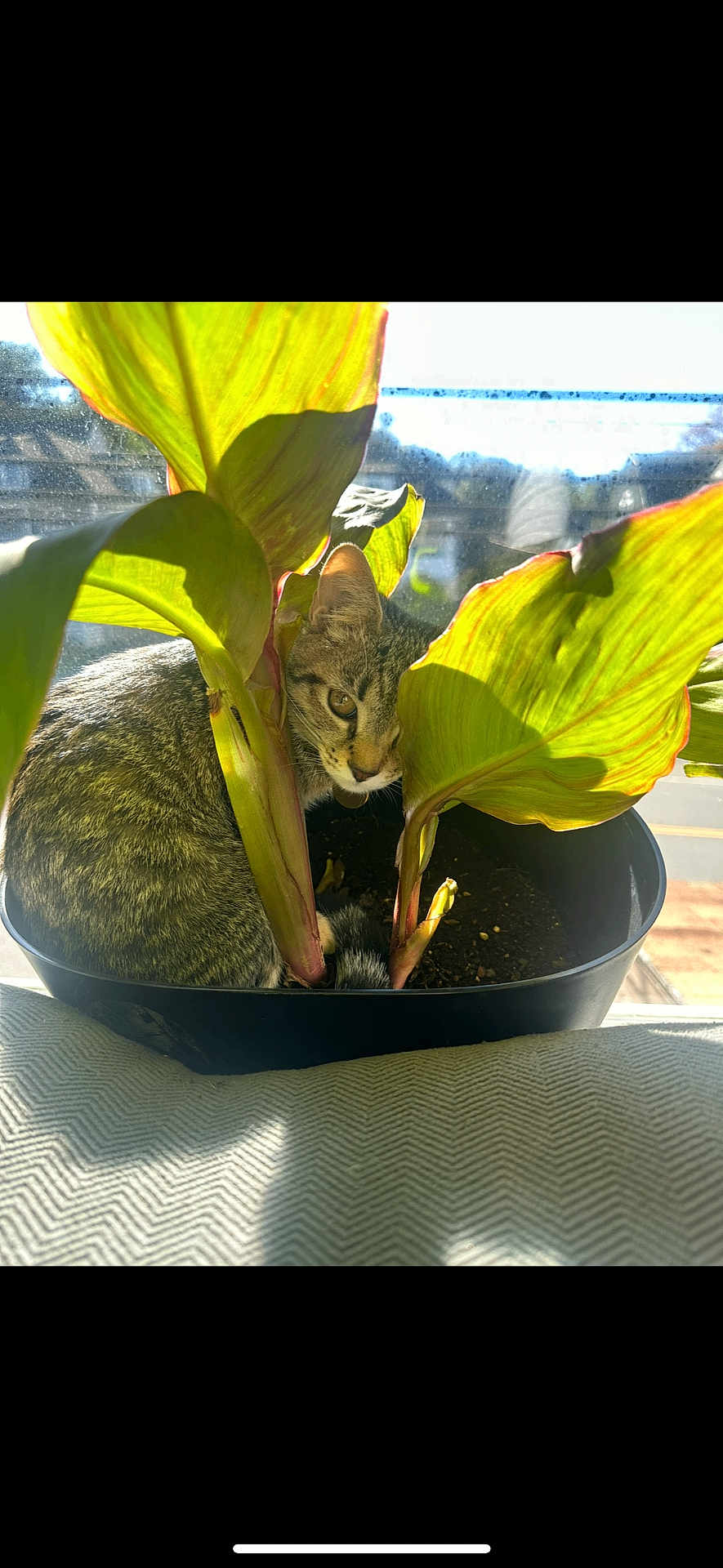 Beemo joined the competition — help win amazing prizes! cat, kitten, tabby, plant, houseplant, pot, window, sunlight, leaves, indoor, soil, peeking, hiding, cozy, windowsill, pet, green, shadow, sitting, curious
