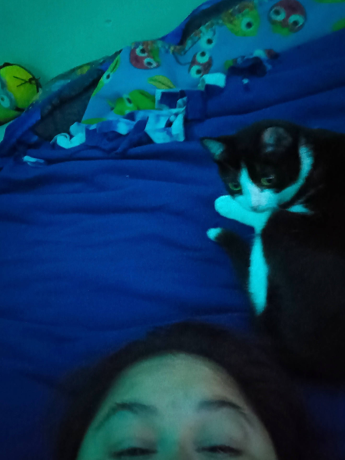 Peewee joined the competition — help win amazing prizes! animal, bed, black_and_white_cat, blanket, blue_blanket, casual, cat, cozy, cute, face, fur, home, indoor, lying_down, owl_pattern, person, relaxing, resting, sleepy, soft