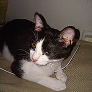 Peewee joined the competition — help win amazing prizes! animal, background_wall, black_and_white, cable, cat, close_up, colorful, domestic_cat, ears, face, fur, indoor, looking_away, paws, pet, relaxed, resting, texture, toy, whiskers