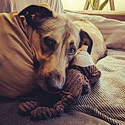 Spirit a rejoint le concours — aidez-le/la à gagner de superbes lots ! dog, plush_toy, couch, blanket, indoor, pet, cozy, brown, fur, relaxing, snuggling, close_up, soft_lighting, animal, companion, cute, resting, home, comfort, domestic