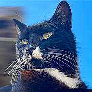 Ziggy participe au concours pour gagner de l'argent avec cette photo : animal, background_blur, black_and_white, cat, close_up, daylight, ears, eyes, feline, focused, fur, nature, nose, outdoor, pet, portrait, sharp, sky, sunlight, whiskers