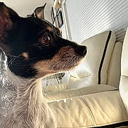 Princes is registered to the contest to win money with this photo: dog, animal, pet, close_up, side_profile, black_and_white, small_dog, leather_couch, indoor, window_blinds, framed_pictures, fur, ears, snout, whiskers, sitting, alert, looking_away, soft_lighting, homedecor