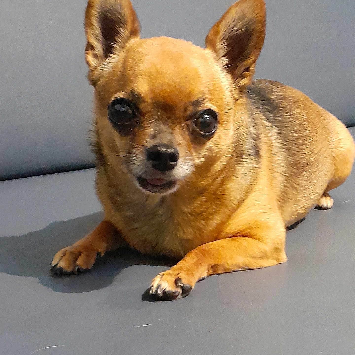 Chipie participe au concours pour gagner de l'argent avec cette photo : animal, canine, chihuahua, dog, pet, puppy