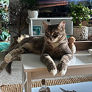 Ollie joined the competition — help win amazing prizes! cat, gray_cat, white_paws, table, living_room, plants, decor, carpet, figurines, relaxed, indoor, furniture, houseplant, cozy, pet, domestic_cat, whiskers, curious, resting, home