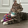 Ollie joined the competition — help win amazing prizes! cat, gray_cat, yarn_ball, colorful, indoor, wooden_floor, collar, pet, feline, paws, whiskers, domestic_cat, relaxed, side_view, playful, household, animal, fur, cute, curious