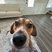 Daisy is registered to the contest to win money with this photo: dog, living_room, couch, rug, floor, door, window, paws, legs, floral_pattern, curious, close_up, pet, animal, indoor, wood_floor, furniture, home, person, patterned_clothing