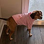 dog, indoor, pink_hoodie, pet_clothing, wooden_floor, door, glass_door, squinting, brown_dog, short_hair, small_dog, standing, paw_print, casual, cozy, domestic, pet, animal, cute, companion