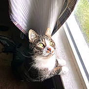 Jax joined the competition — help win amazing prizes! cat, tabby, window, curtain, indoor, paws, yellow_eyes, whiskers, pets, animal, feline, natural_light, windowsill, curious, looking_out, domestic_cat, striped, white_paws, close_up, house
