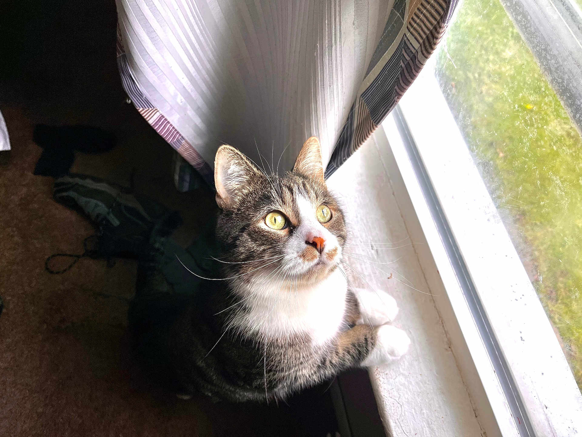 Jax