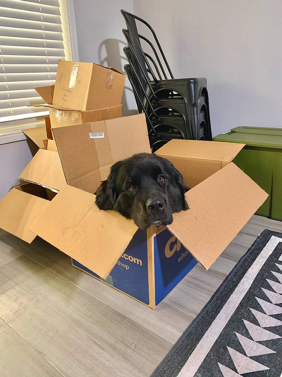 India joined the competition — help win amazing prizes! canidae, cardboard, dog, dog_breed, flat_coated_retriever, floor, paper, paper_product, room, sporting_group, table