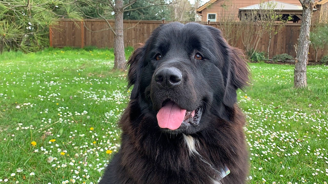 India is registered to the contest to win money with this photo: ancient_dog_breeds, canidae, carnivore, companion_dog, dog, dog_breed, gaddi_kutta, giant_dog_breed, hovawart, leonberger, mammal, molosser, moscow_watchdog, newfoundland, pyrenean_mastiff, rare_breed_dog, sporting_group, vertebrate, working_dog