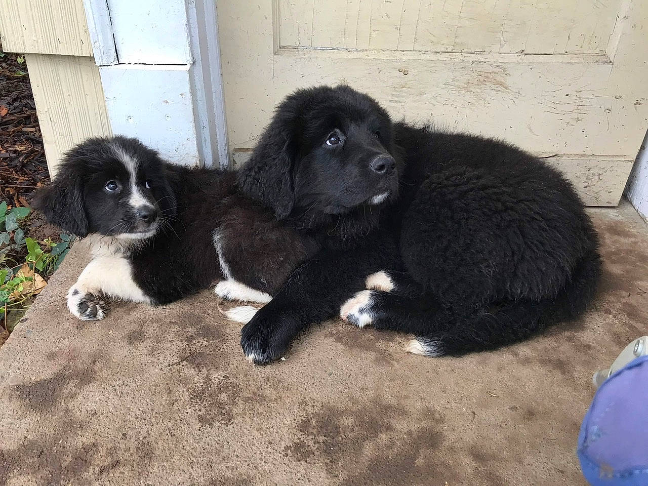 India joined the competition — help win amazing prizes! borador, canidae, carnivore, dog, dog_breed, gaddi_kutta, karakachan_dog, mammal, newfoundland, puppy, sporting_group, vertebrate