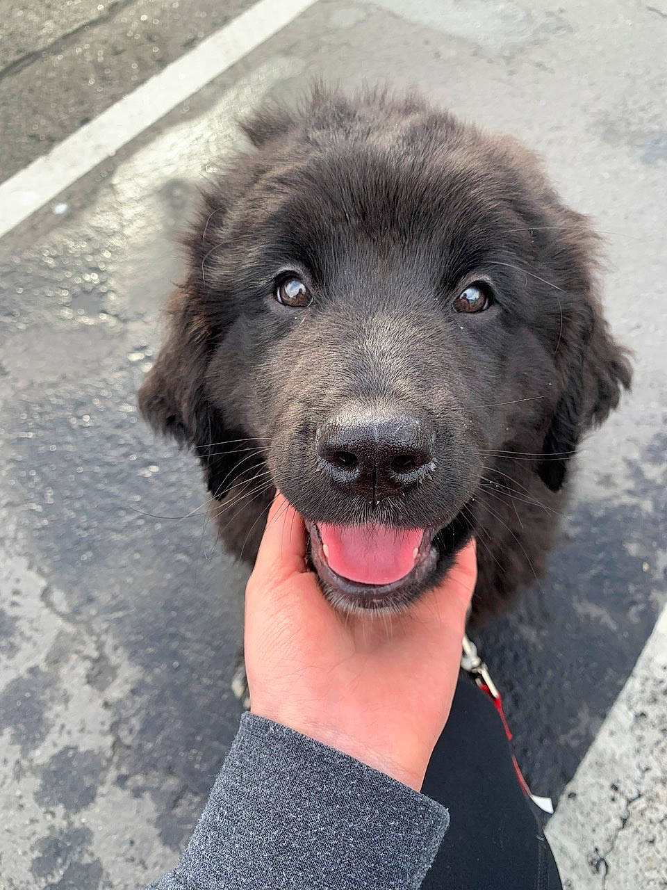 India is registered to the contest to win money with this photo: canidae, carnivore, dog, dog_breed, mammal, newfoundland, nose, puppy, rare_breed_dog, snout, sporting_group, vertebrate, working_dog