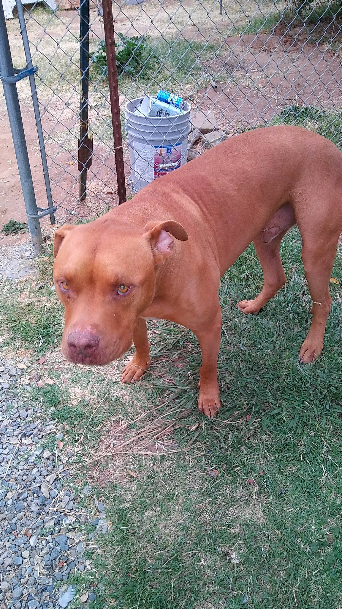 Cooper is registered to the contest to win money with this photo: canidae, carnivore, companion_dog, dog, dog_breed, fawn, fence, grass, guard_dog, hunting_dog, liver, non_sporting_group, plant, snout, sporting_group, tail, terrestrial_animal, working_animal, working_dog, wrinkle