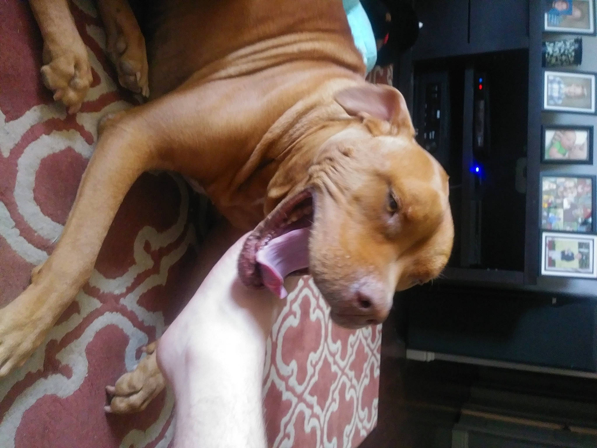 Cooper is registered to the contest to win money with this photo: canidae, carnivore, comfort, companion_dog, dog, dog_breed, dog_supply, ear, fawn, fur, guard_dog, human_leg, jaw, led_backlit_lcd_display, liver, snout, sporting_group, whiskers, wood, working_animal