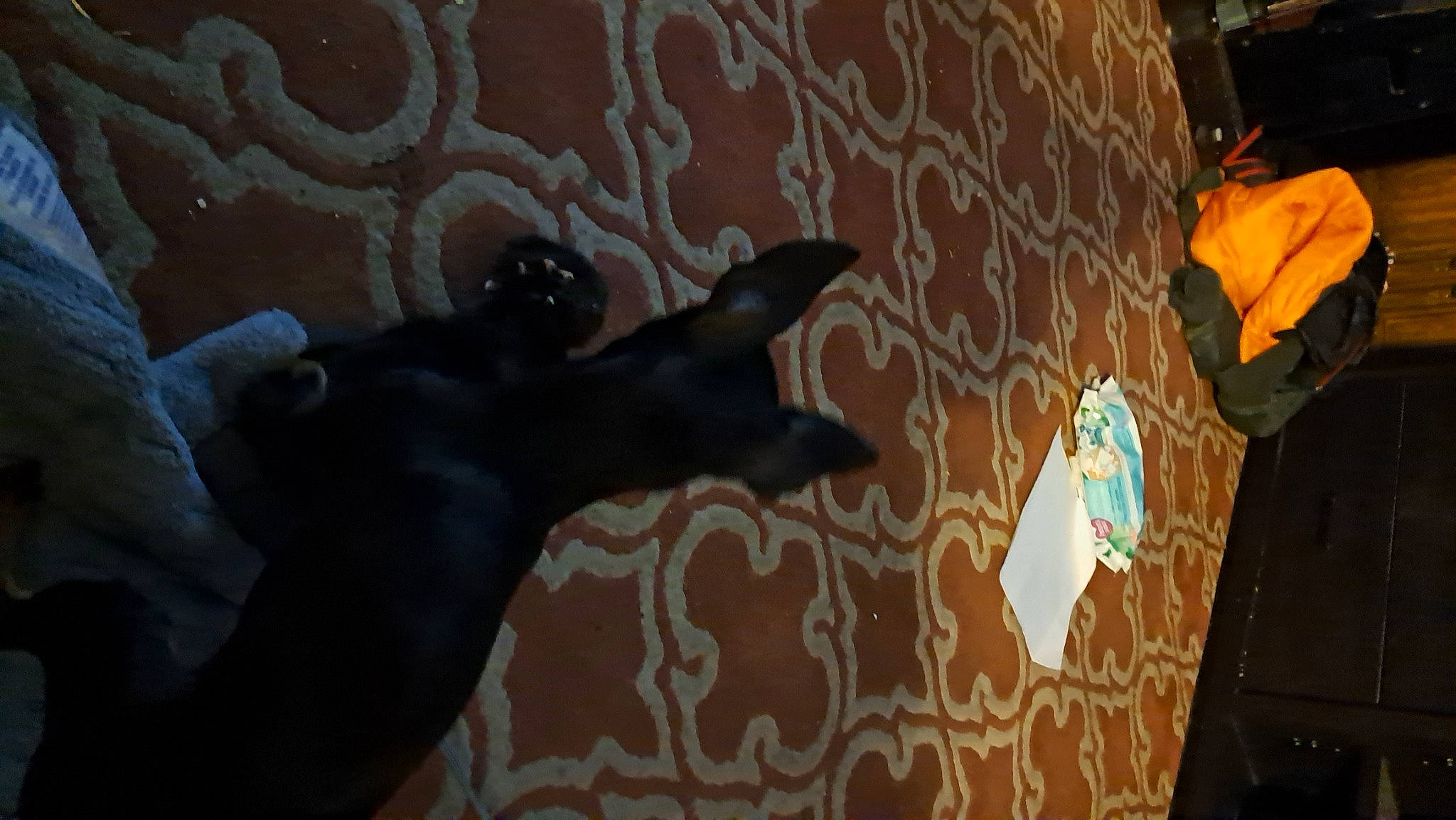 Izzy joined the competition — help win amazing prizes! art, ceiling, darkness, dog, event, fawn, flooring, font, grey, hardwood, linens, mural, pattern, room, shadow, tail, tints_and_shades, tree, visual_arts, wood