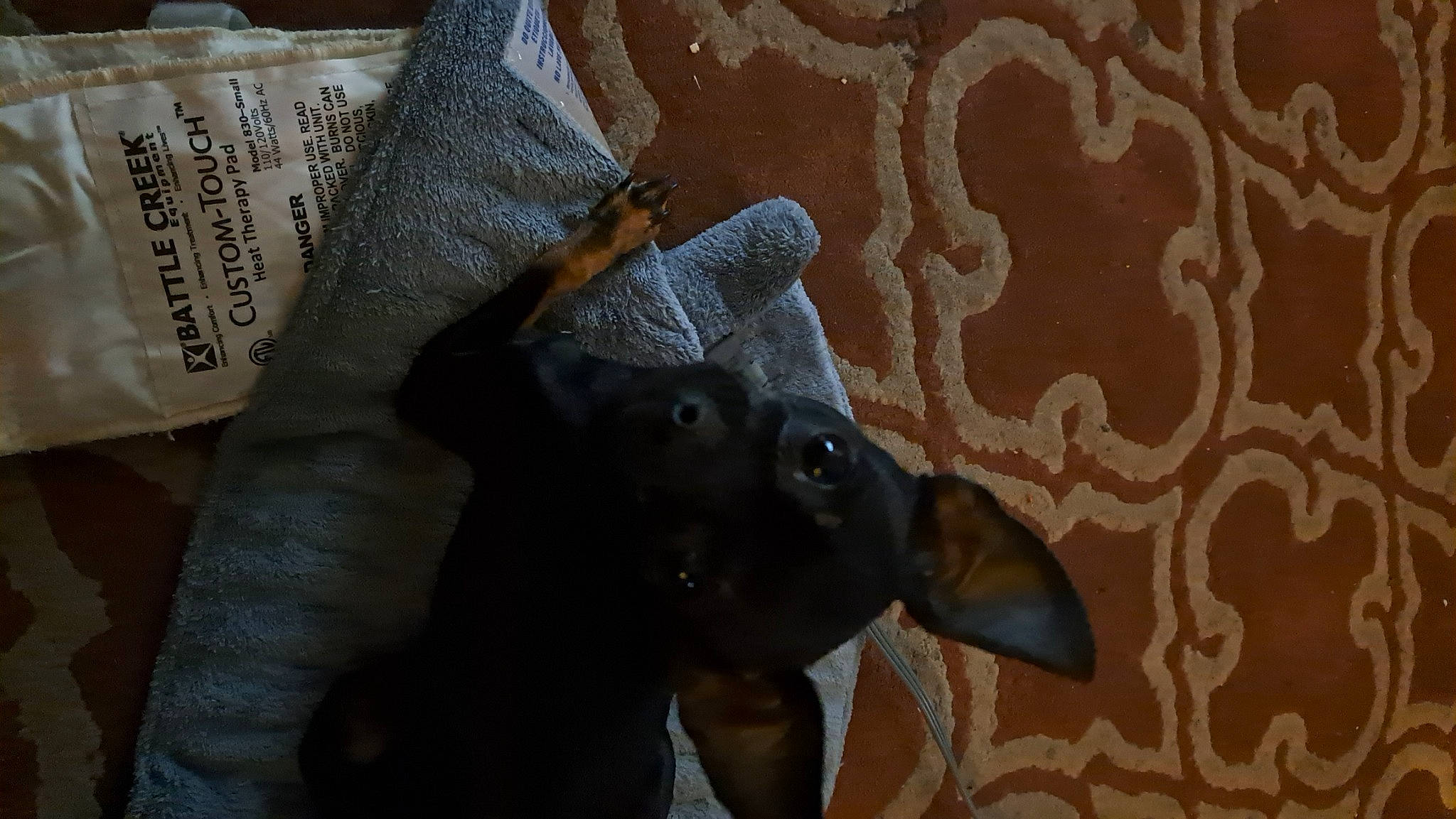 Izzy is registered to the contest to win money with this photo: art, bag, denim, elephant, elephants_and_mammoths, fashion_accessory, fawn, flooring, grey, linens, pack_animal, pattern, personal_protective_equipment, snout, stuffed_toy, terrestrial_animal, textile, visual_arts, wood, working_animal