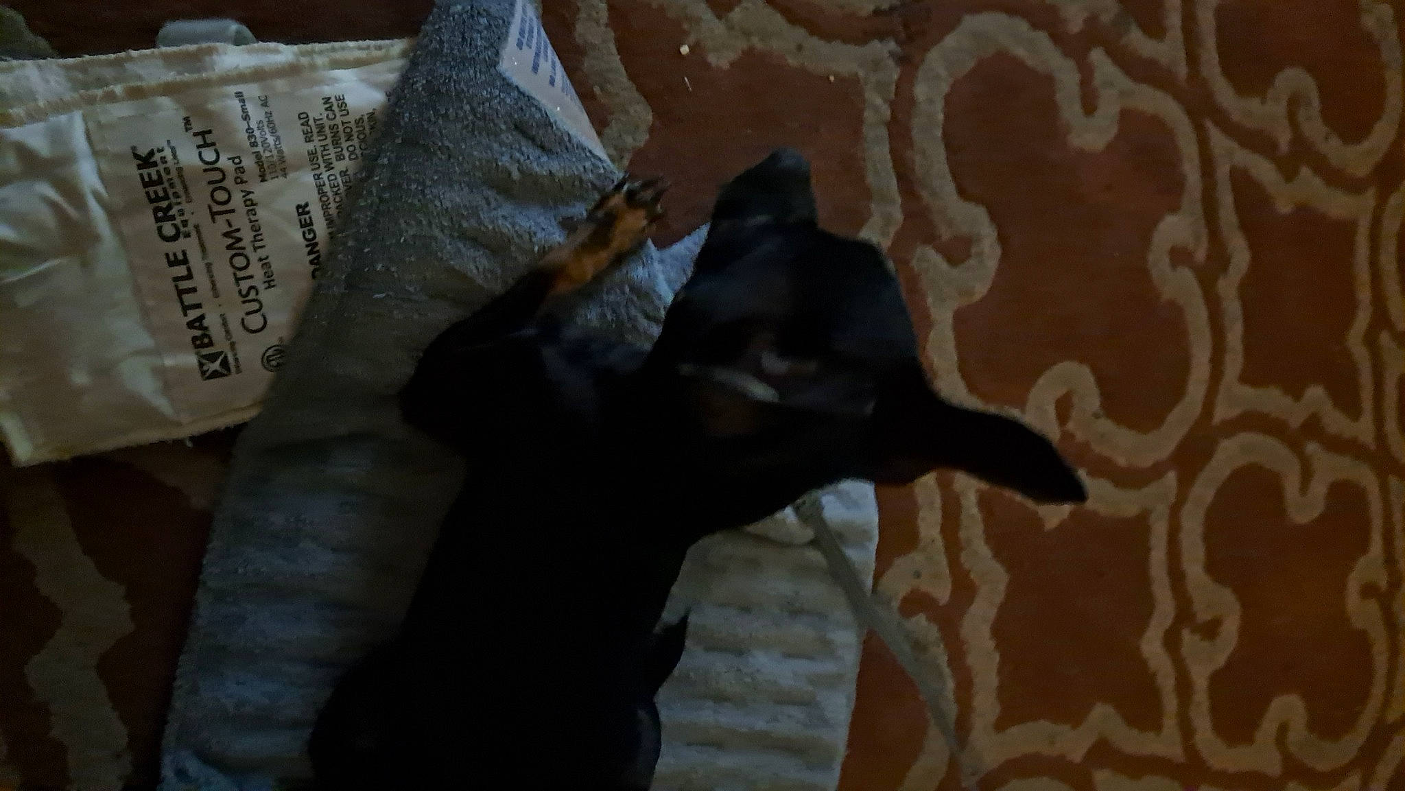 Izzy joined the competition — help win amazing prizes! canidae, dog_breed, felidae, fur, gesture, grey, guard_dog, linens, pattern, shadow, small_to_medium_sized_cats, snout, sporting_group, tail, terrestrial_animal, textile, tree, visual_arts, wood, working_animal