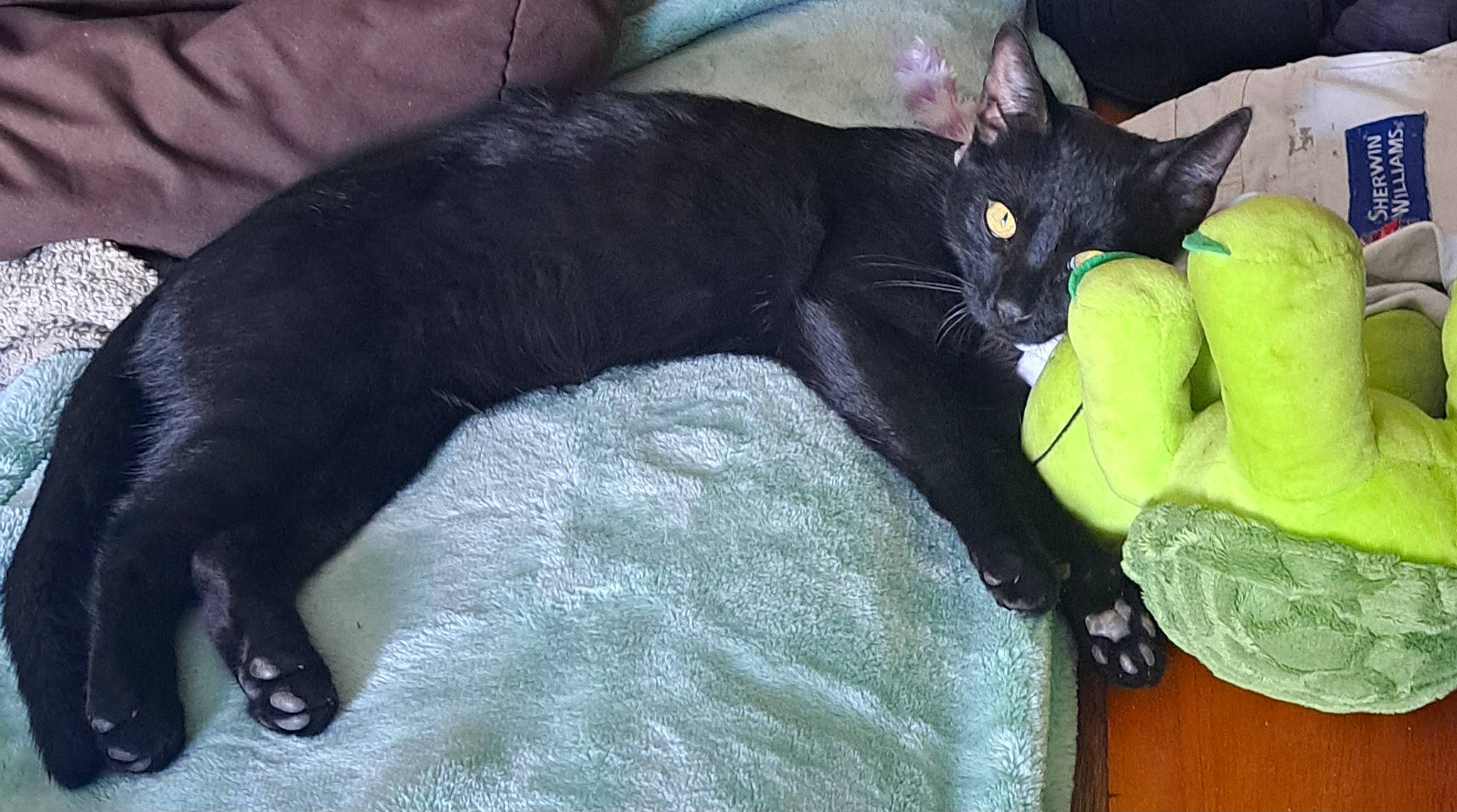 Vanta is registered to the contest to win money with this photo: black_cat, bombay, carnivore, cat, claw, comfort, domestic_short_haired_cat, felidae, fur, grey, havana_brown, plant, small_to_medium_sized_cats, tail, terrestrial_animal, whiskers