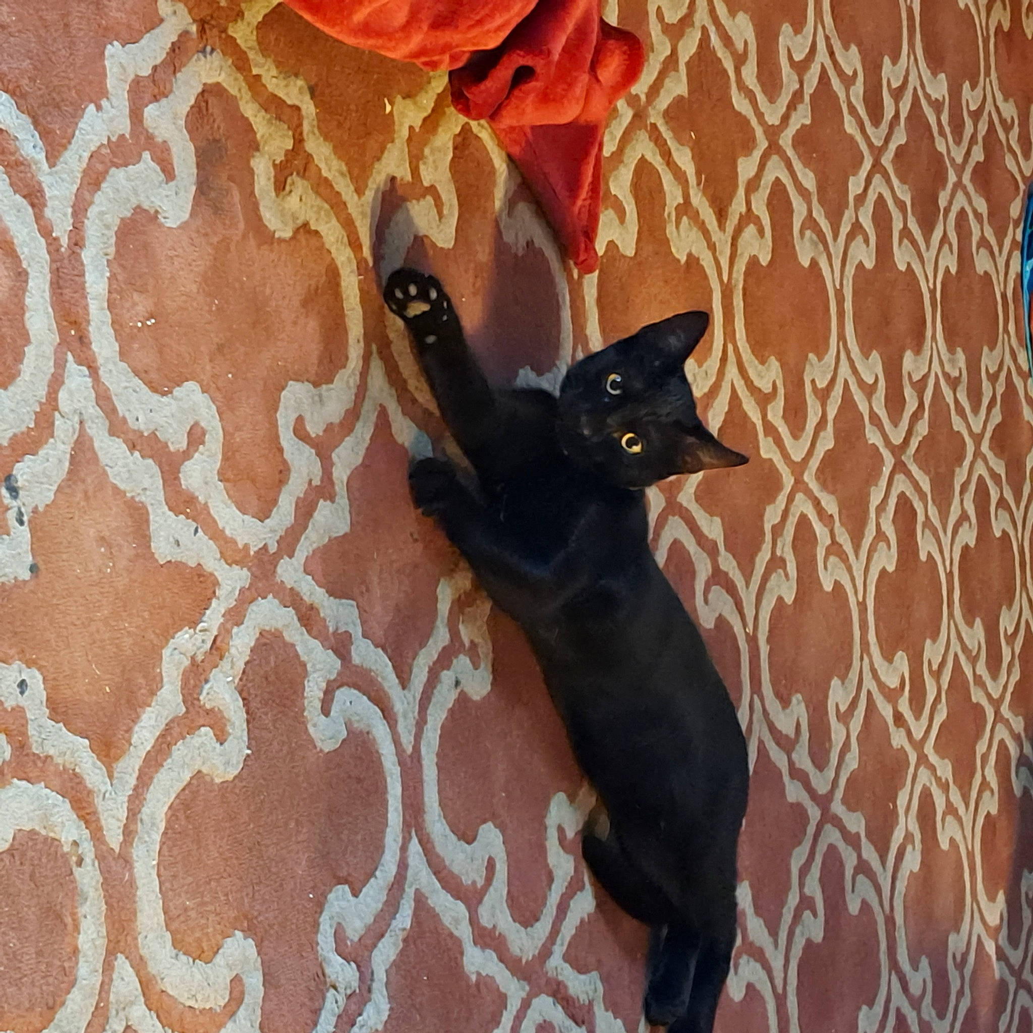 Vanta is registered to the contest to win money with this photo: black_cat, brown, carmine, carnivore, cat, comfort, domestic_short_haired_cat, felidae, flooring, fur, pattern, peach, room, shadow, small_to_medium_sized_cats, snout, tail, whiskers, wood