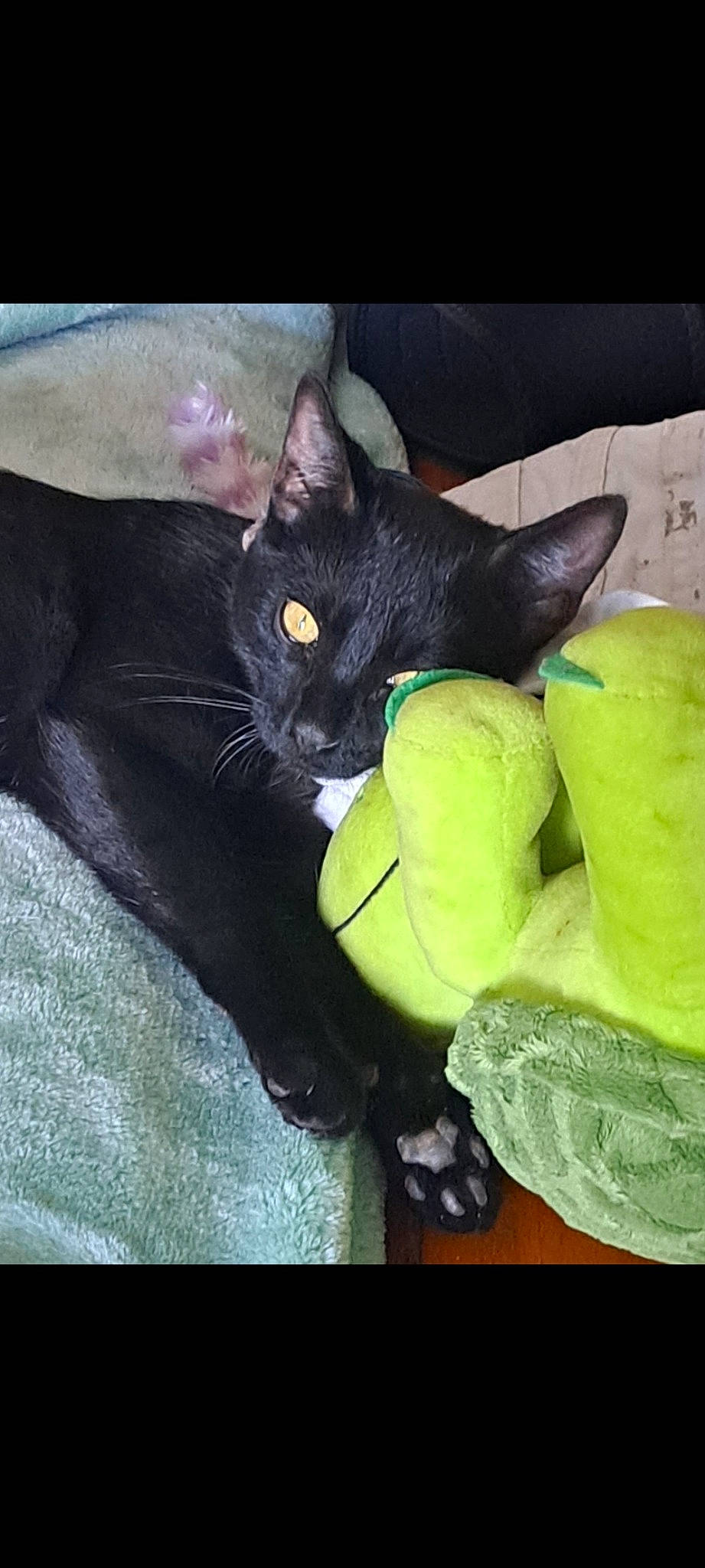 Vanta joined the competition — help win amazing prizes! black_cat, bombay, carnivore, cat, claw, comfort, domestic_short_haired_cat, felidae, fur, grass, havana_brown, paw, plant, small_to_medium_sized_cats, snout, tail, terrestrial_animal, whiskers