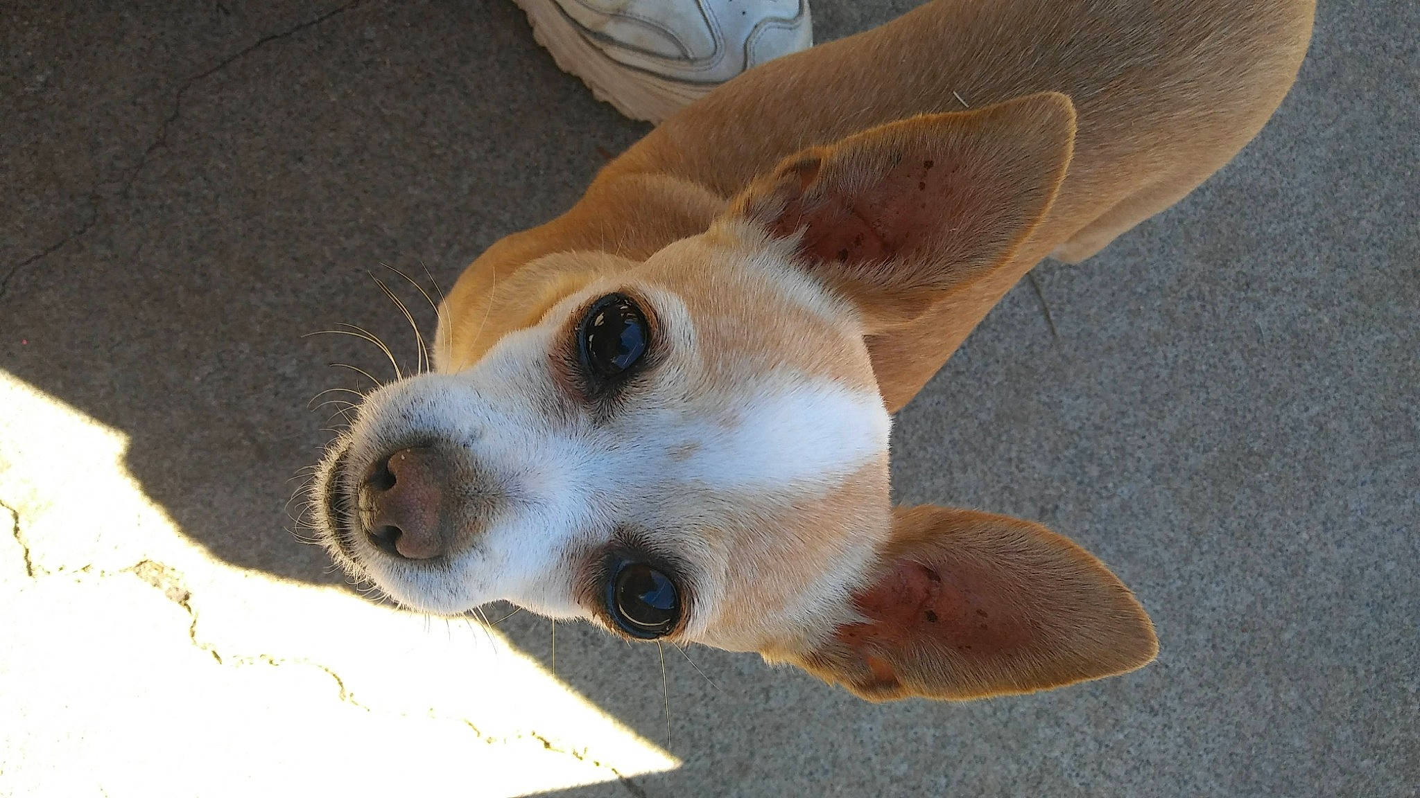 Precious joined the competition — help win amazing prizes! ancient_dog_breeds, canidae, carnivore, collar, companion_dog, dog, dog_breed, dog_supply, ear, fawn, fur, non_sporting_group, paw, puppy, sporting_group, street_dog, terrestrial_animal, welsh_corgi, whiskers, working_animal