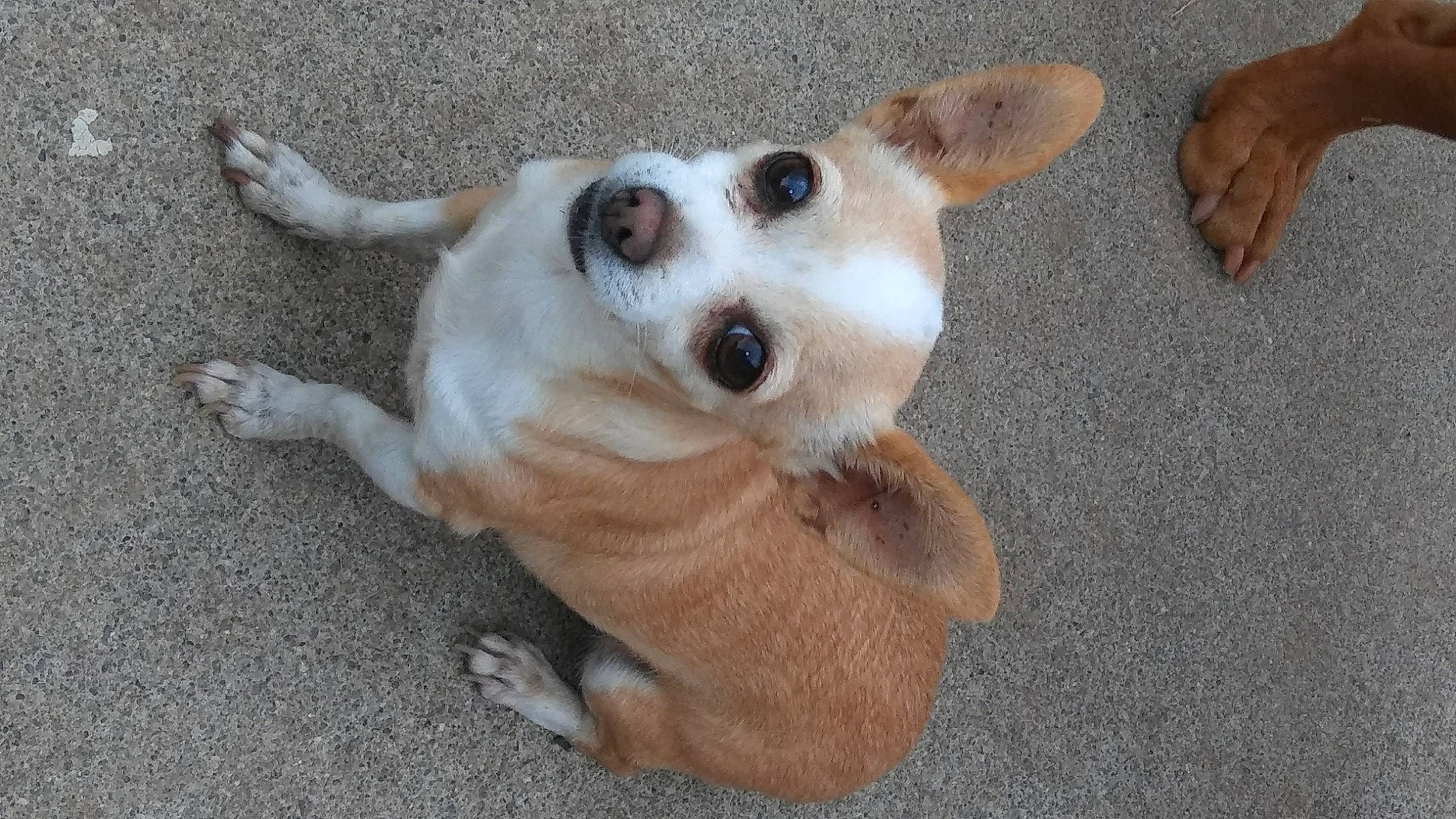 Precious joined the competition — help win amazing prizes! canidae, carnivore, companion_dog, dog, dog_breed, dog_supply, ear, fawn, flooring, foot, fur, head, non_sporting_group, paw, snout, sporting_group, tail, terrestrial_animal, whiskers, working_animal