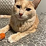 Skittda joined the competition — help win amazing prizes! cat, orange_tabby, pet, indoor, bed, blanket, toy, closeup, feline, resting, whiskers, ears, paw, fur, animal, cute, domestic, relaxed, sleepy, cozy