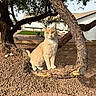 Skittda joined the competition — help win amazing prizes! cat, animal, tree, branch, outdoor, sunlight, gravel, house, yard, nature, pet, feline, fur, domestic_cat, daylight, curious, perched, mammal, greenery, residential