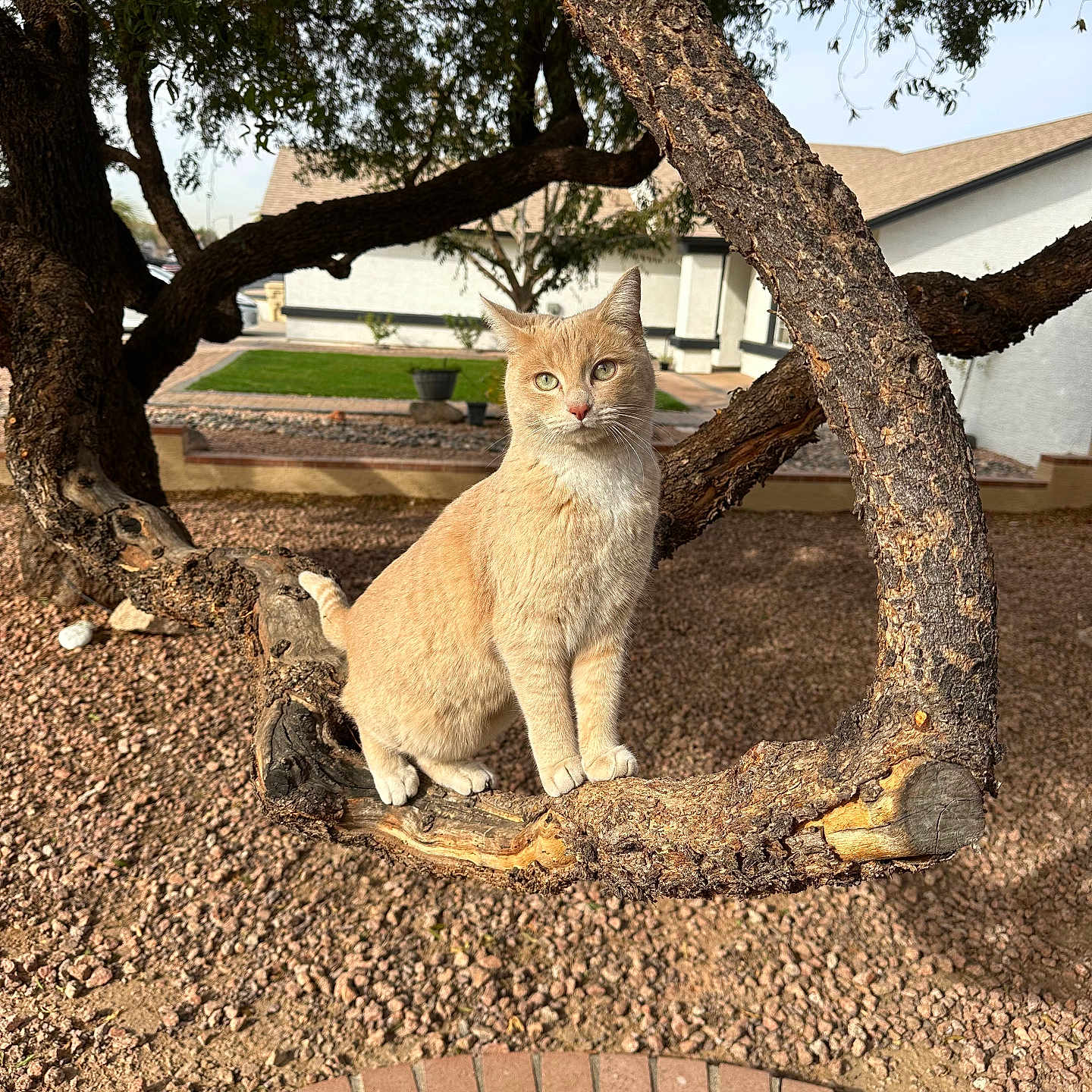 Skittda joined the competition — help win amazing prizes! cat, animal, tree, branch, outdoor, sunlight, gravel, house, yard, nature, pet, feline, fur, domestic_cat, daylight, curious, perched, mammal, greenery, residential