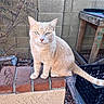 cat, animal, pet, cream_colored, sitting, brick, ledge, outdoor, wall, plant, wooden_table, fence, quiet, calm, feline, fur, eyes, tail, nature, daylight
